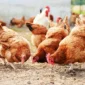 Free Range Poultry Farming 85x85