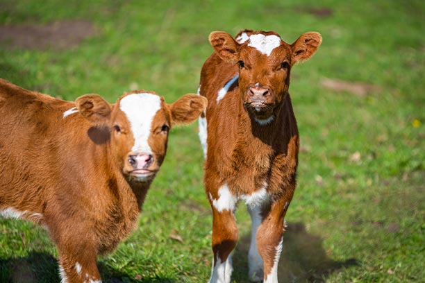 calves