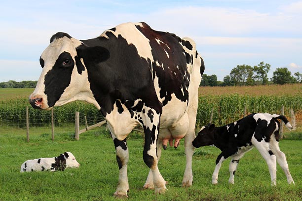 livestock