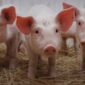 pigs 85x85